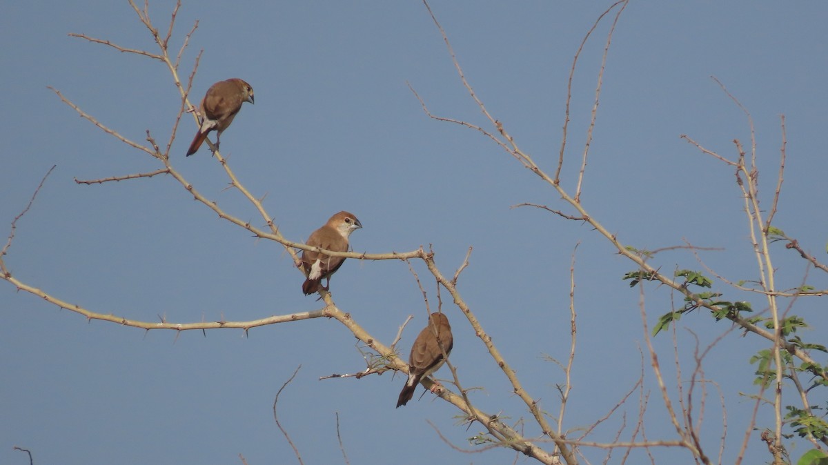 Capuchino Picoplata Indio - ML644657518