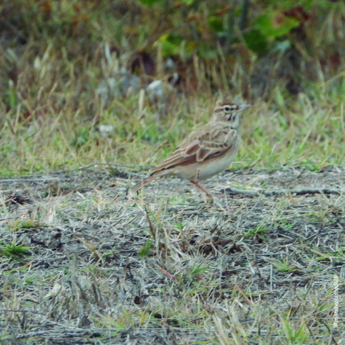 Посмітюха звичайна - ML644657519
