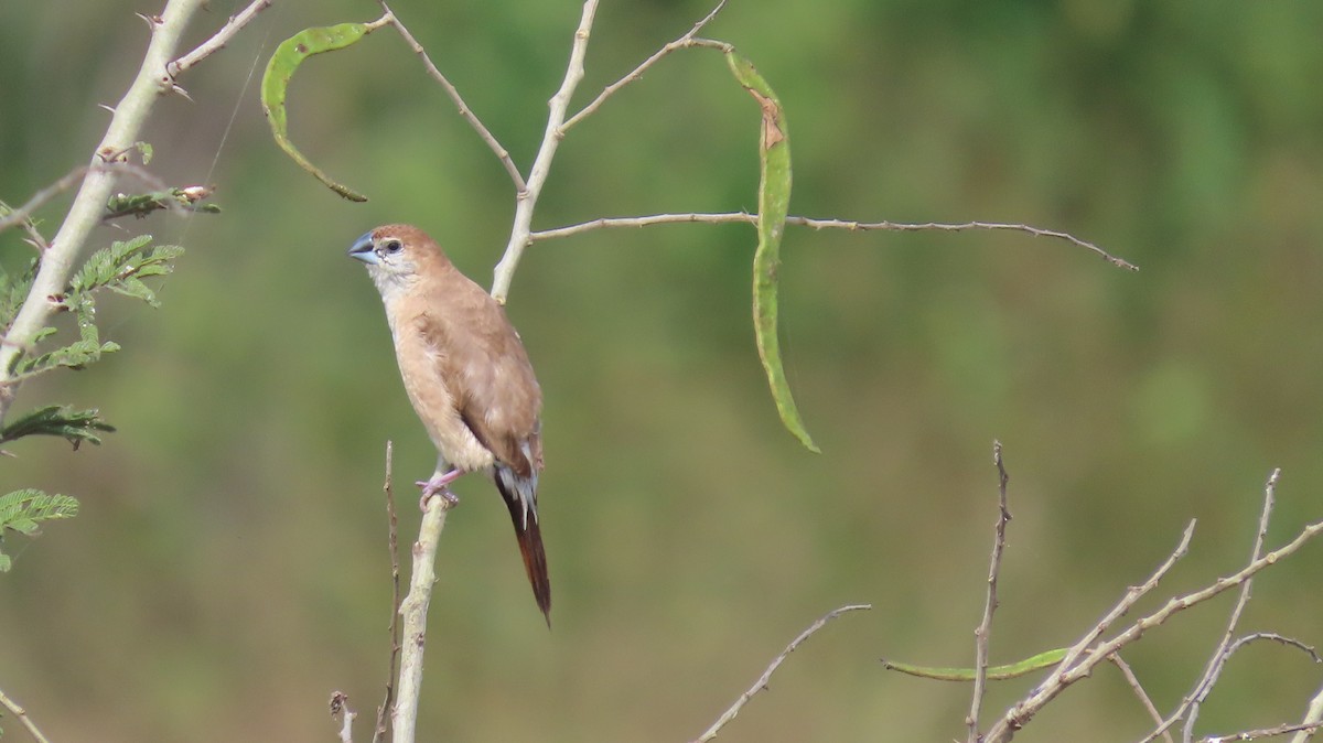Capuchino Picoplata Indio - ML644657520