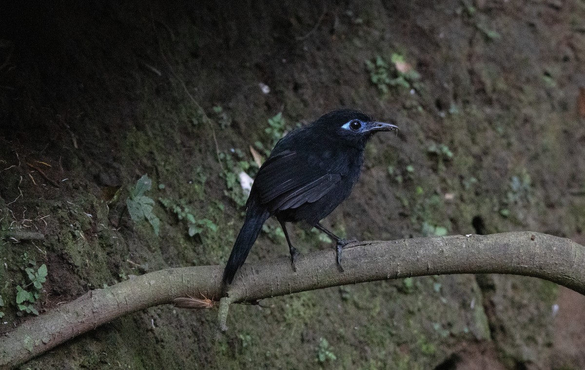 Покривник брунатний - ML644657521