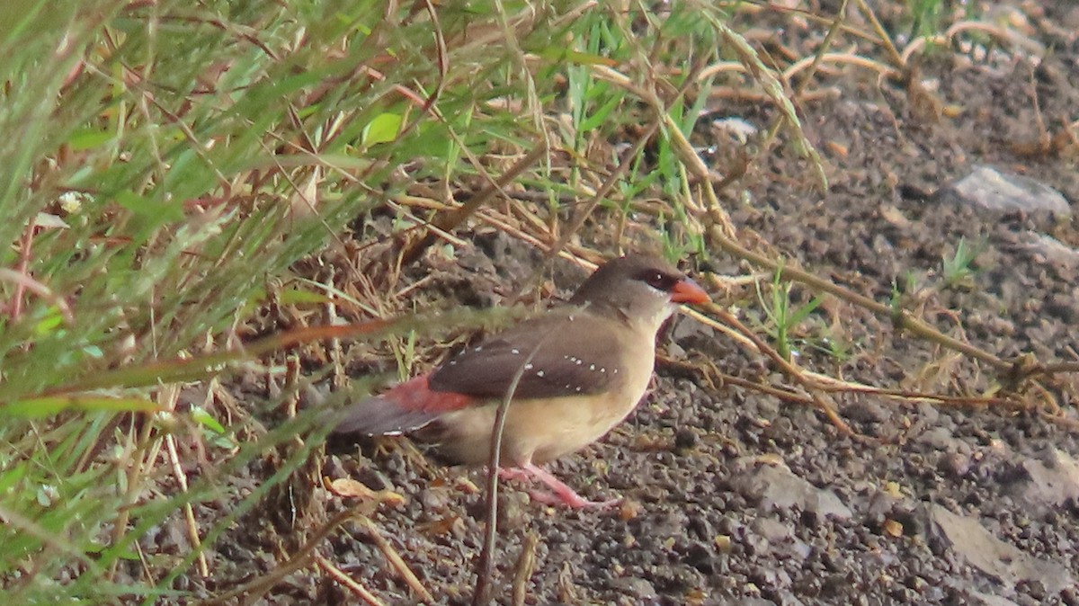 Capuchino Picoplata Indio - ML644657523