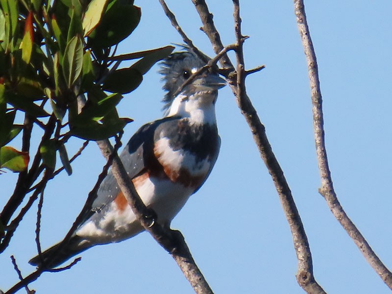 שלדג אמריקני - ML644657530