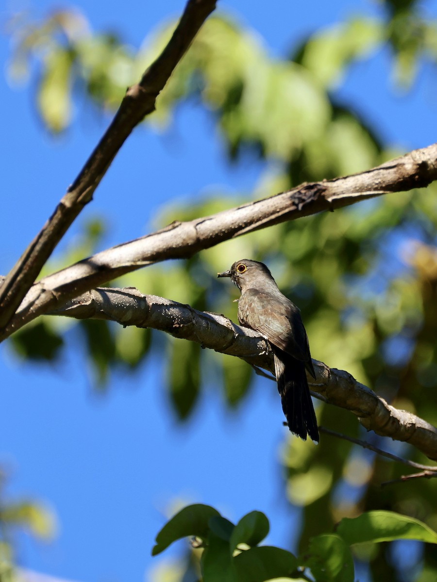 Кукавка молуцька - ML644657538