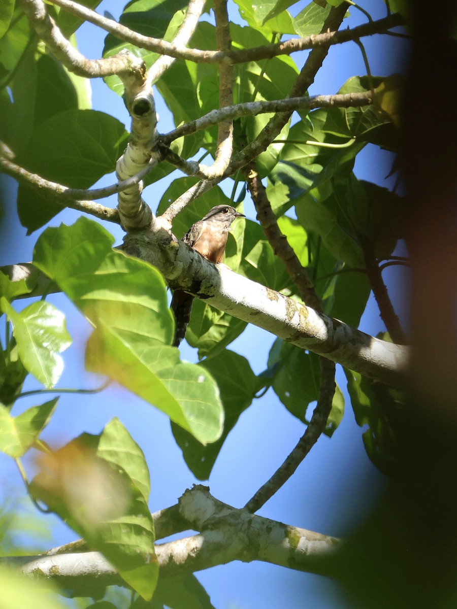 Кукавка молуцька - ML644657539