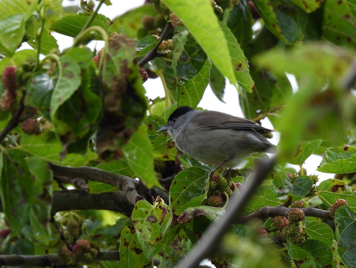 Curruca Capirotada - ML644657542