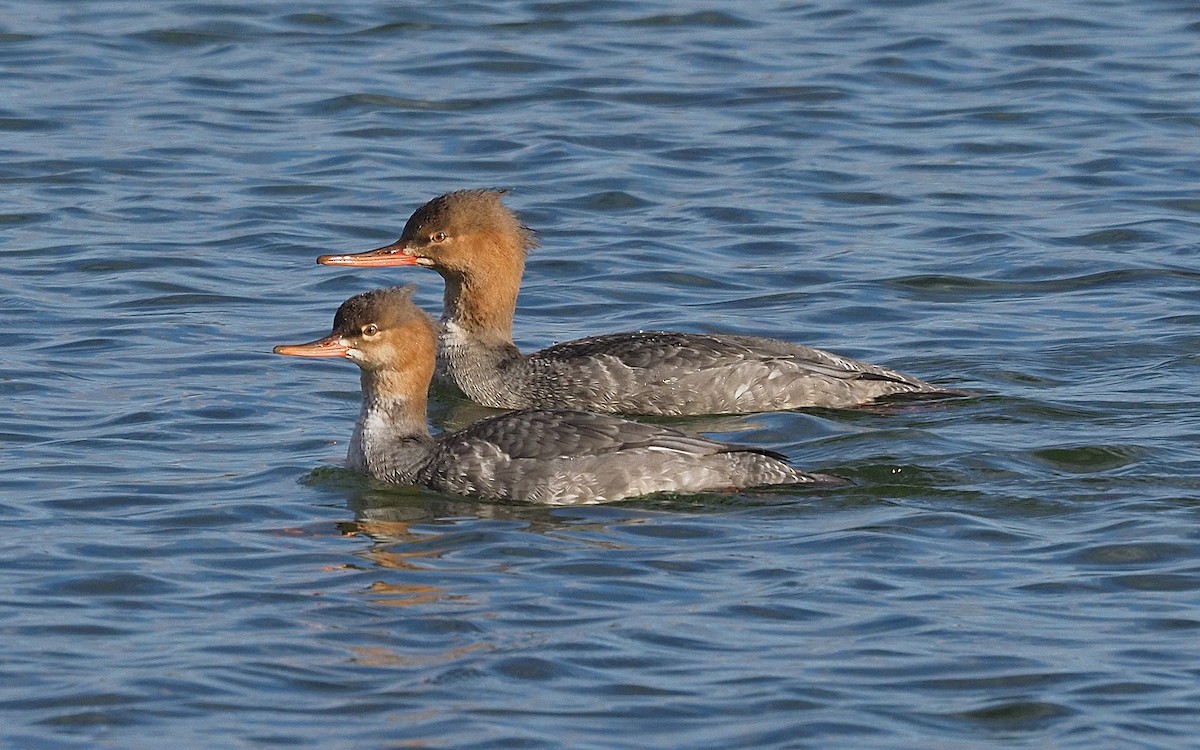 Serreta Mediana - ML644657543