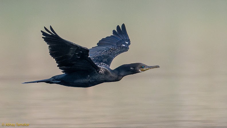 Cormorán Indio - ML644657544