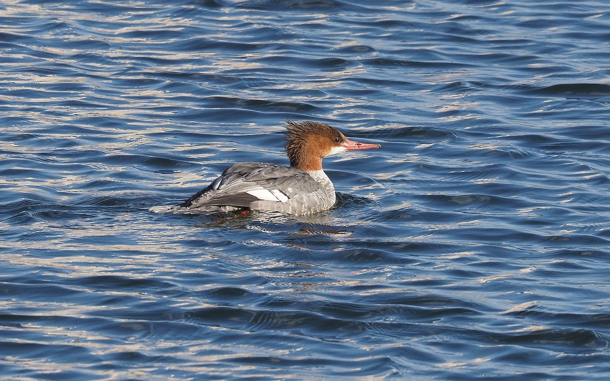 Serreta Grande - ML644657546