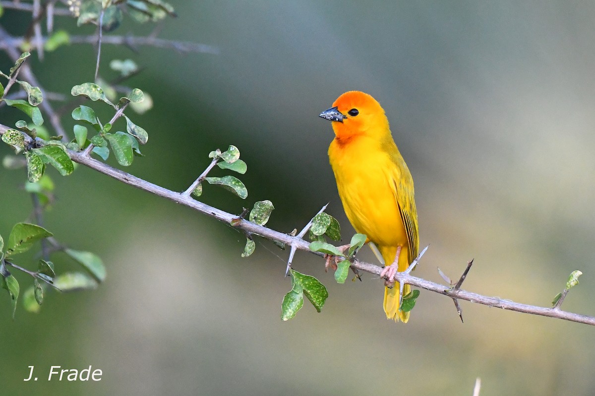 Tejedor Palmero - ML644657547