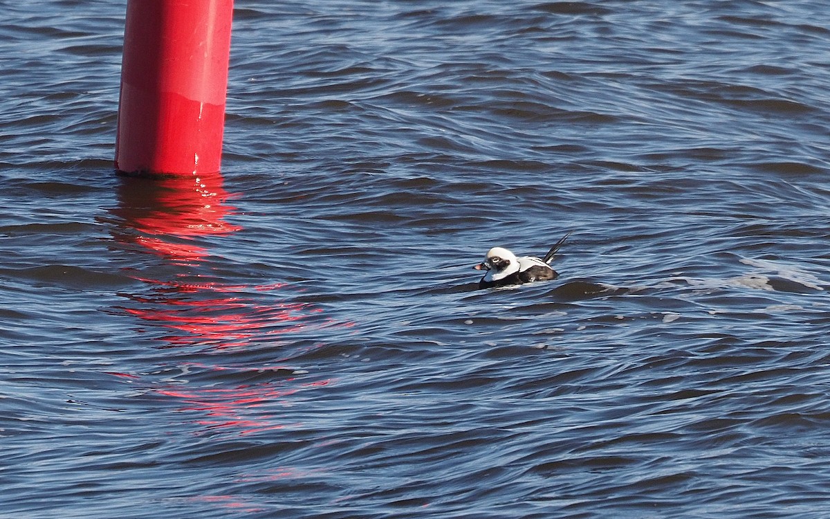 Pato Havelda - ML644657548