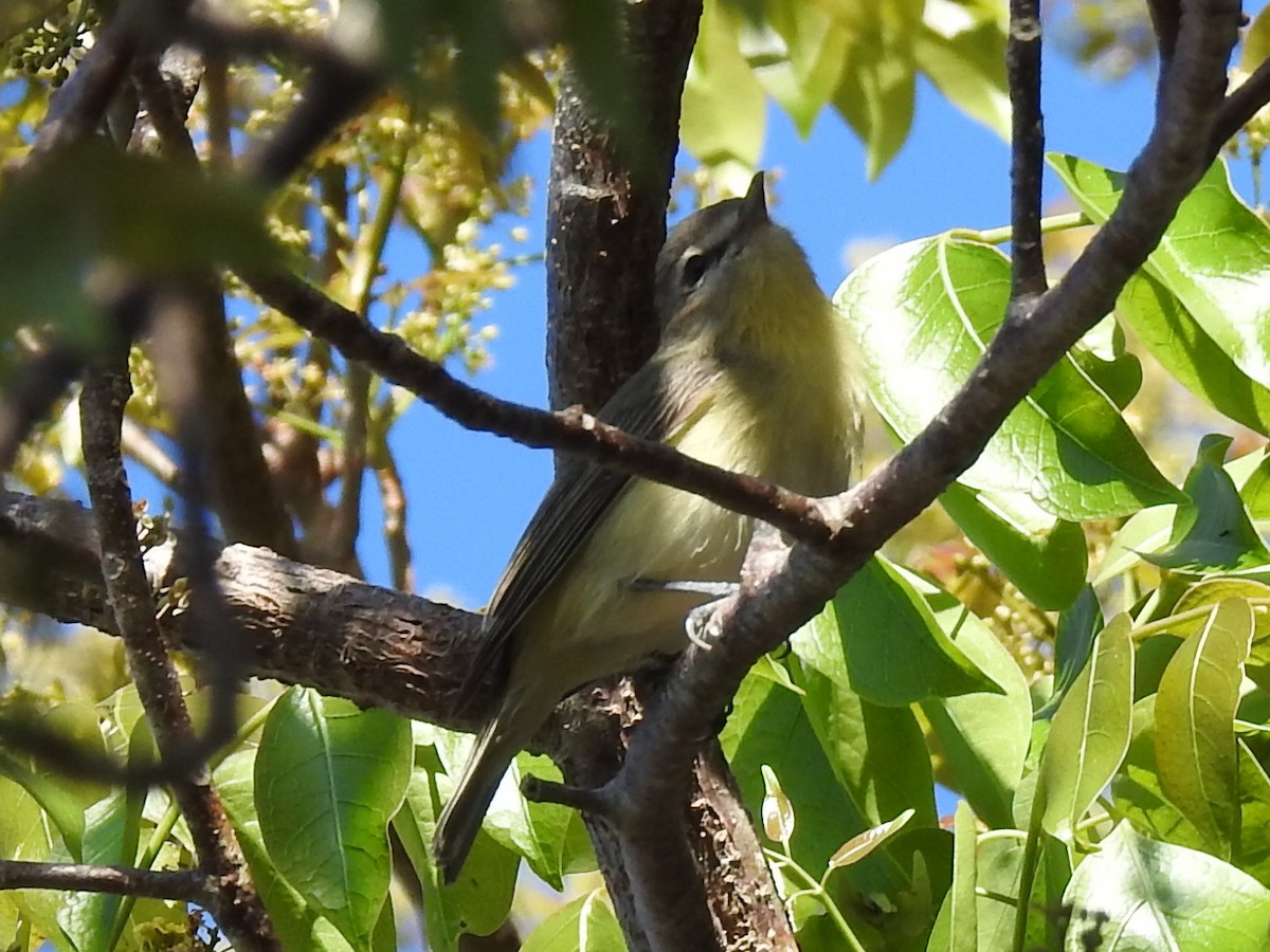 Vireo de Filadelfia - ML644657550