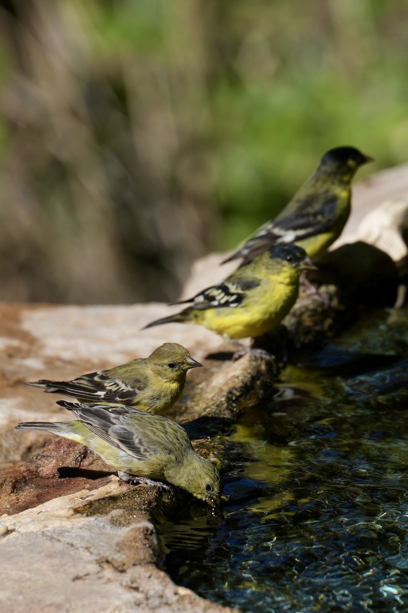 Чиж малий - ML644657551