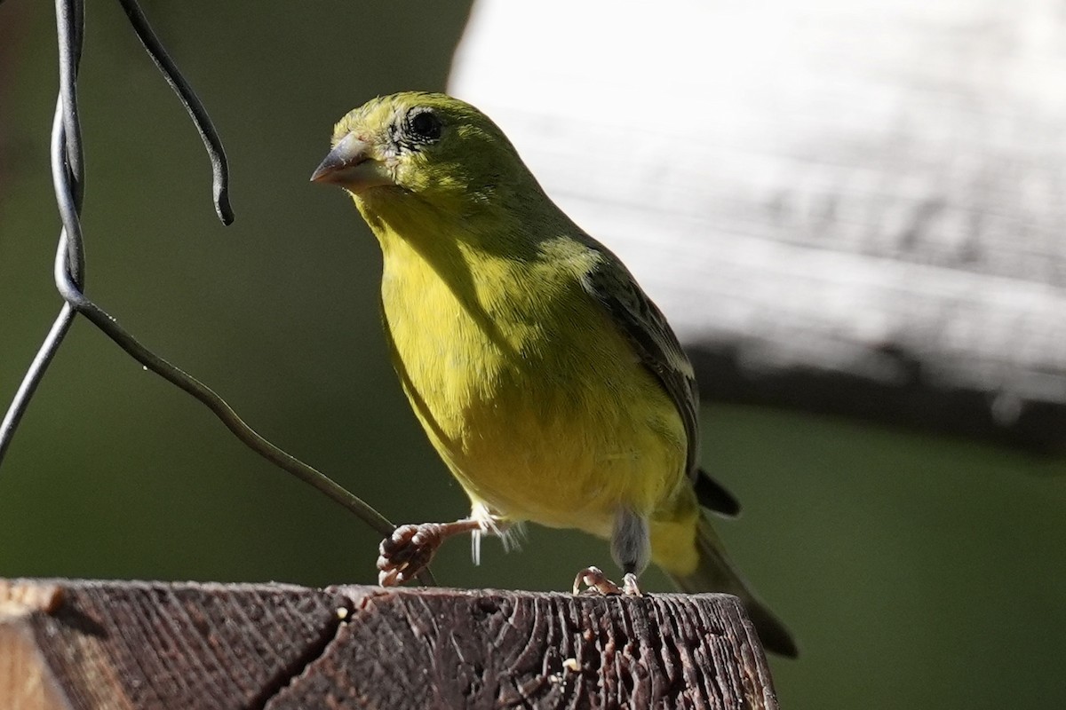 Чиж малий - ML644657552