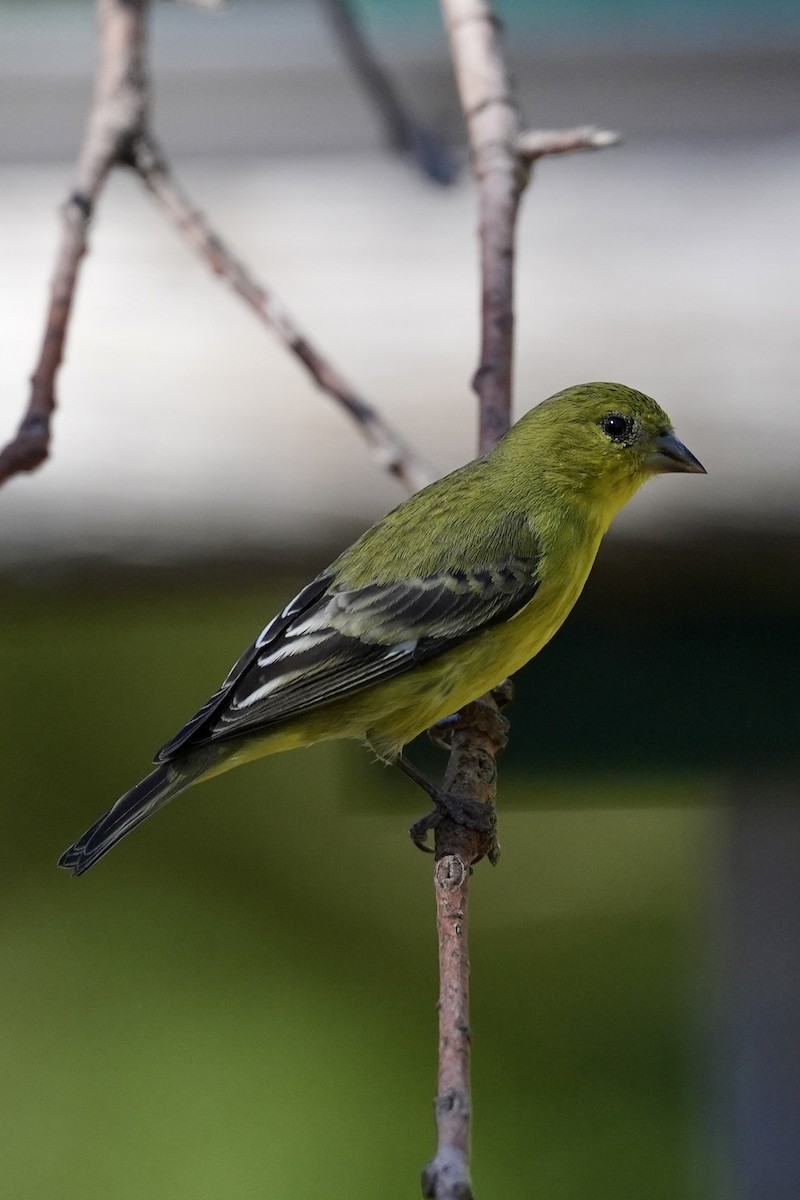 Чиж малий - ML644657553