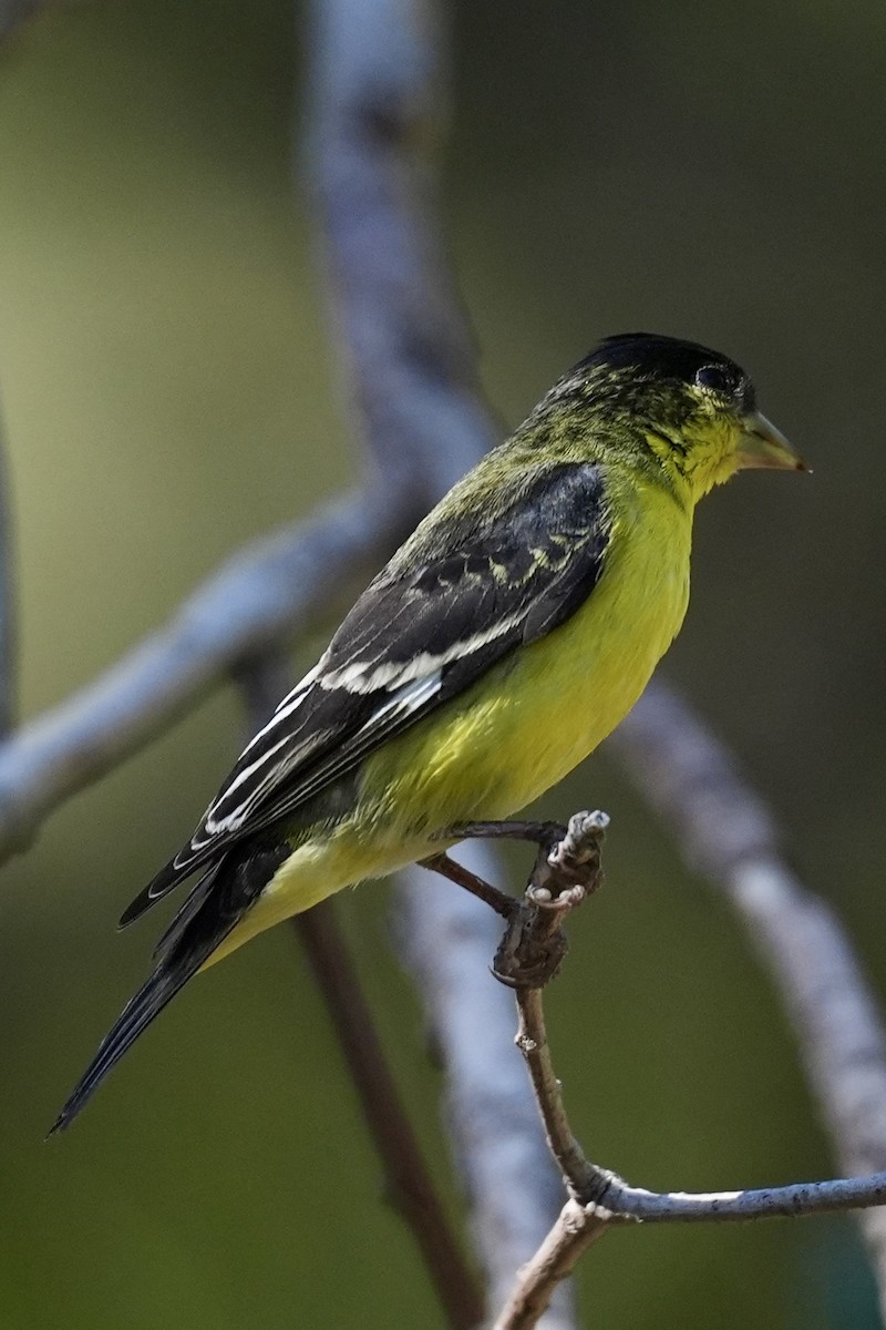 Чиж малий - ML644657554