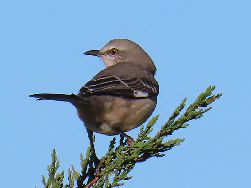 Sinsonte Norteño - ML644657555