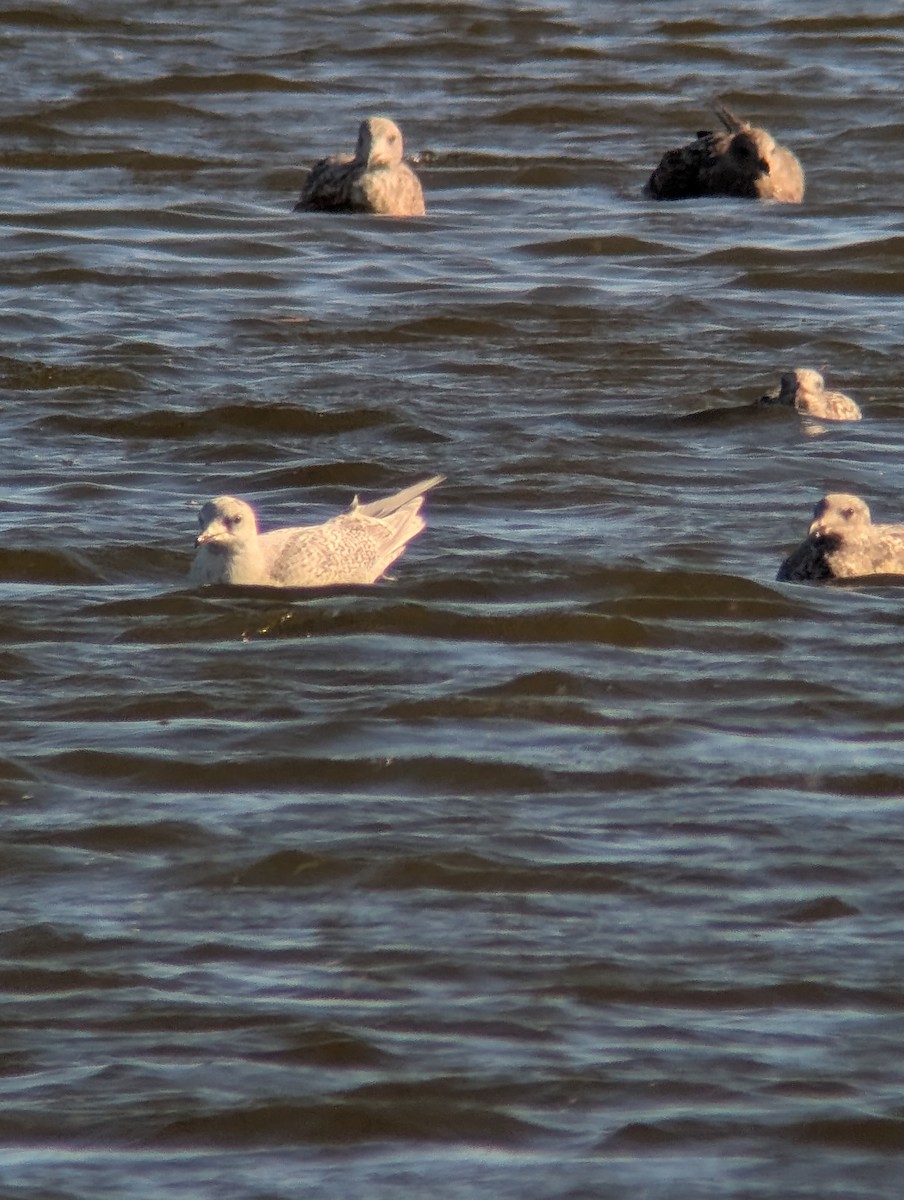 Gaviota Groenlandesa (de Kumlien/Islandesa) - ML644657558