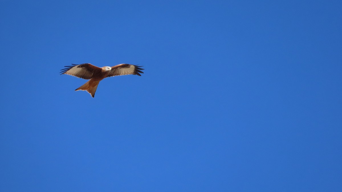 Milano Real - ML644657559