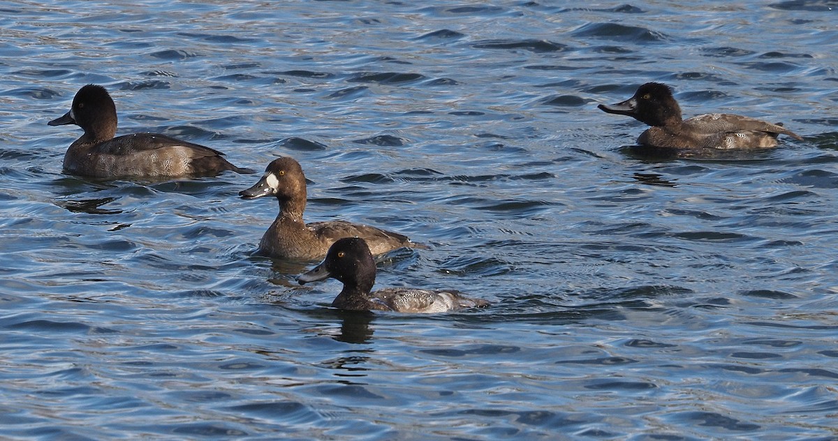 Porrón Bola - ML644657560