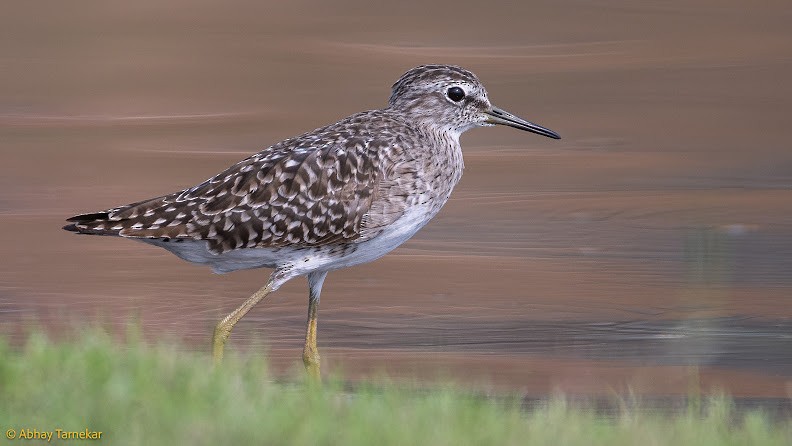 Andarríos Bastardo - ML644657561