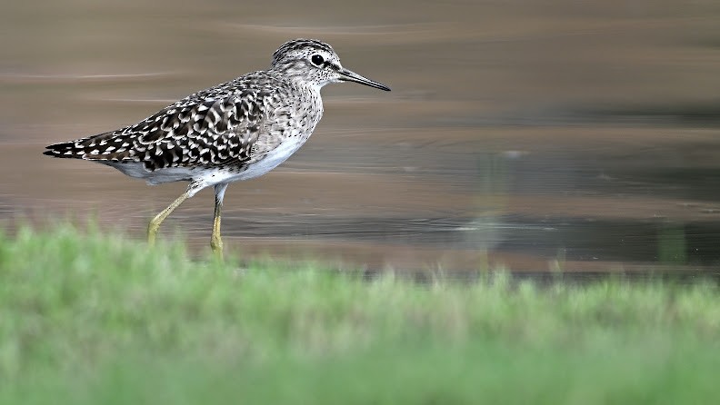 Andarríos Bastardo - ML644657564