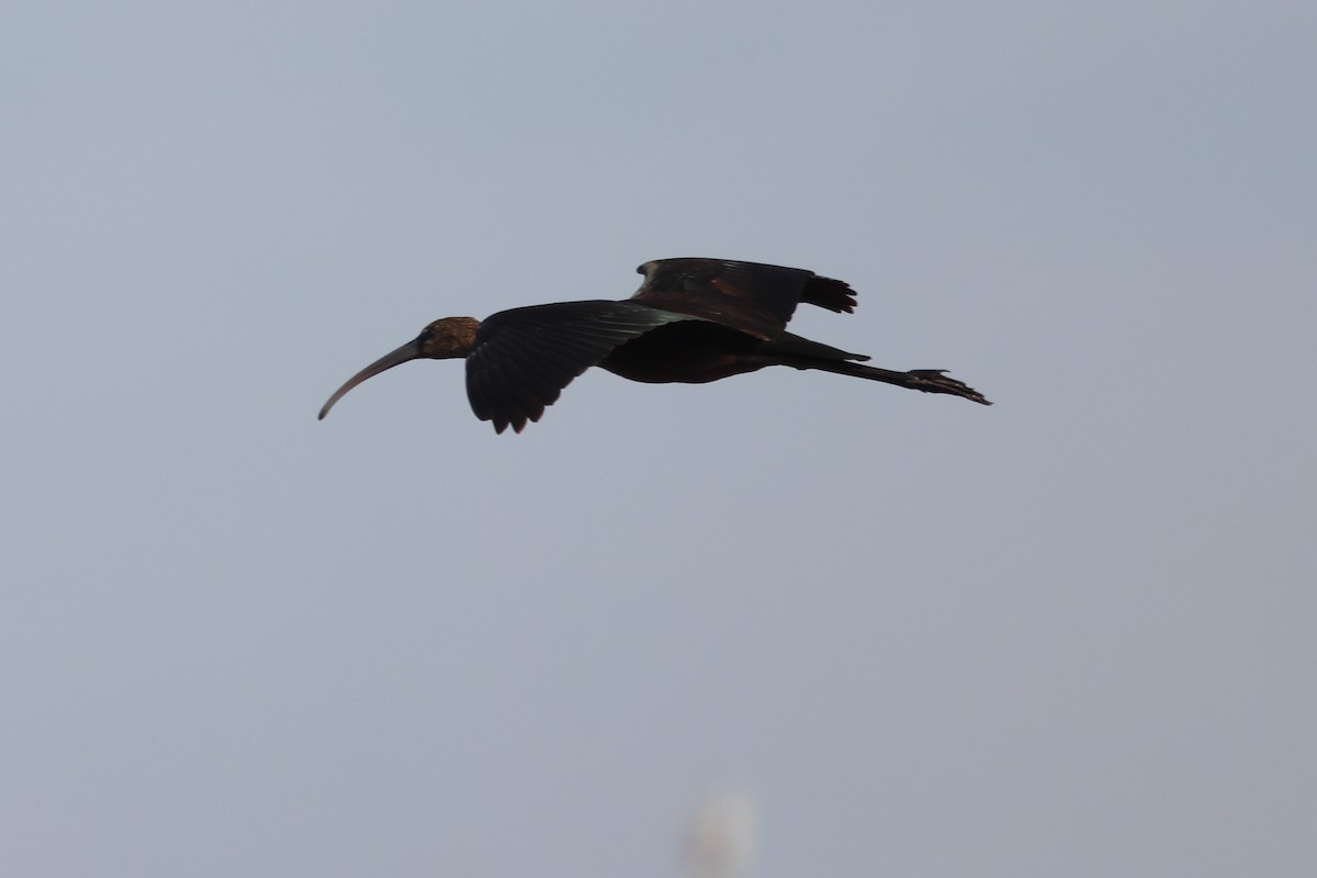 Коровайка бура - ML644657565