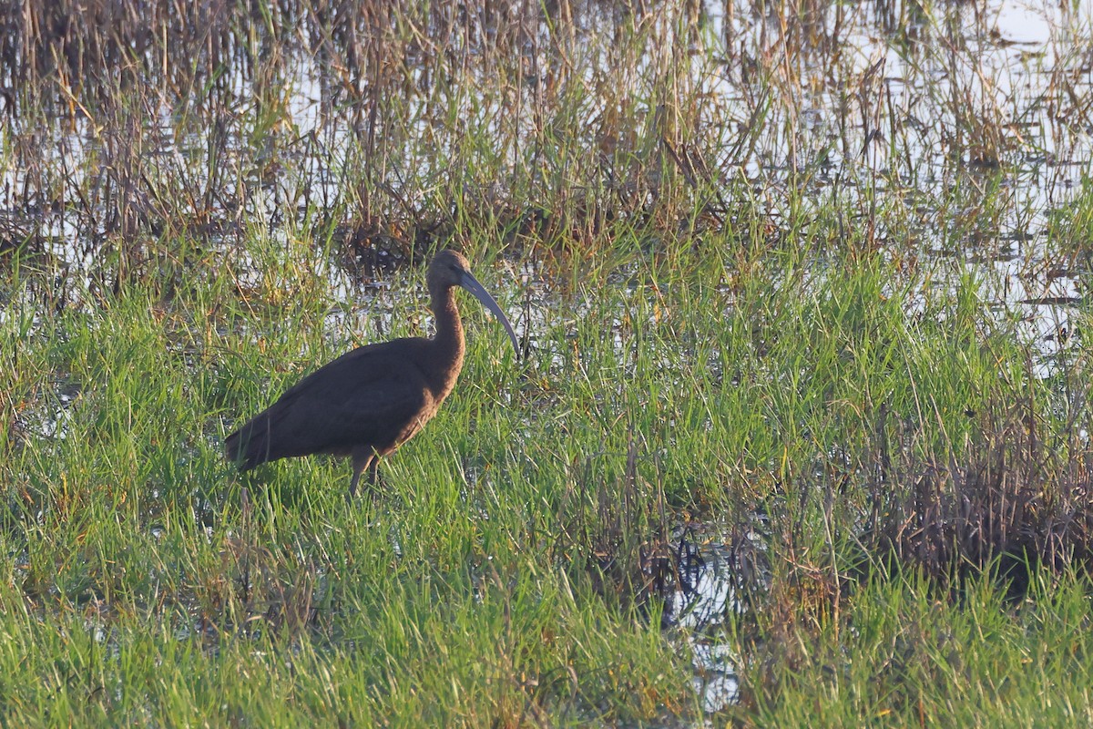 Коровайка бура - ML644657566