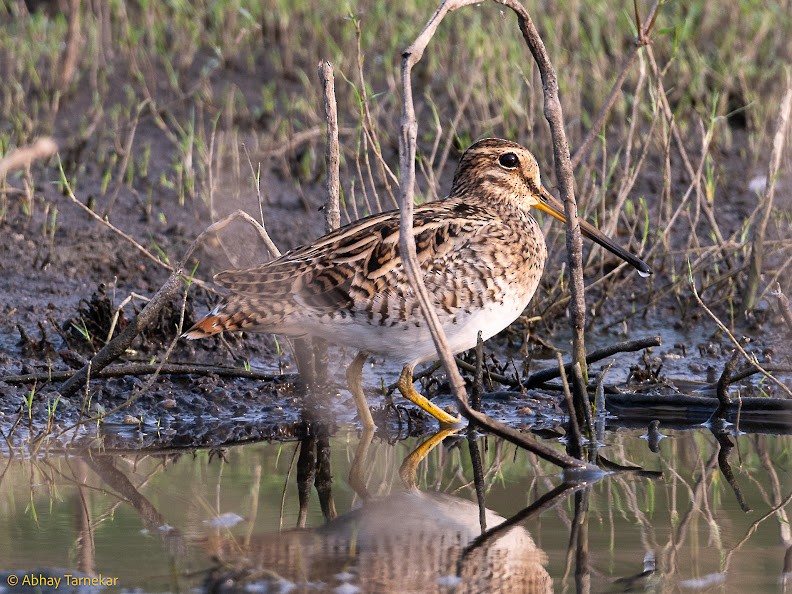 Agachadiza Colirrala - ML644657567