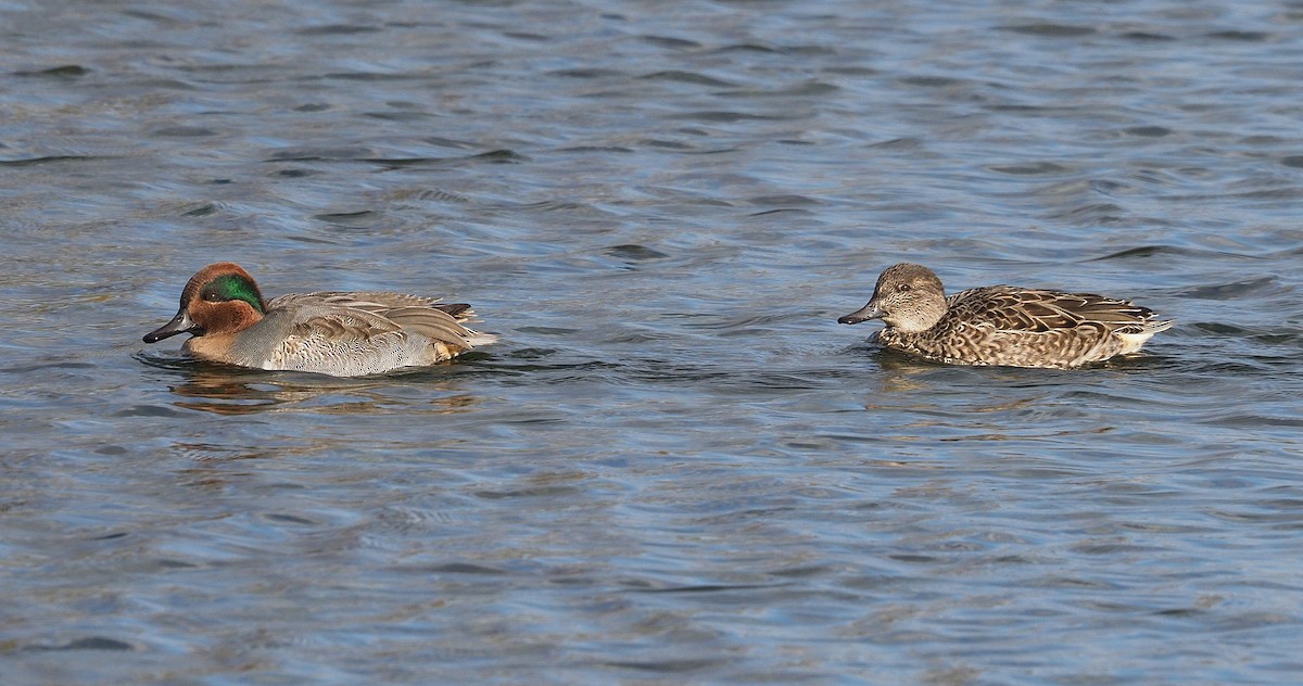 Cerceta Común - ML644657568