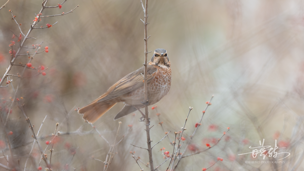 Grive de Naumann - ML644657571