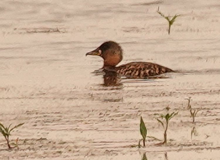 White-backed Duck - ML644657579