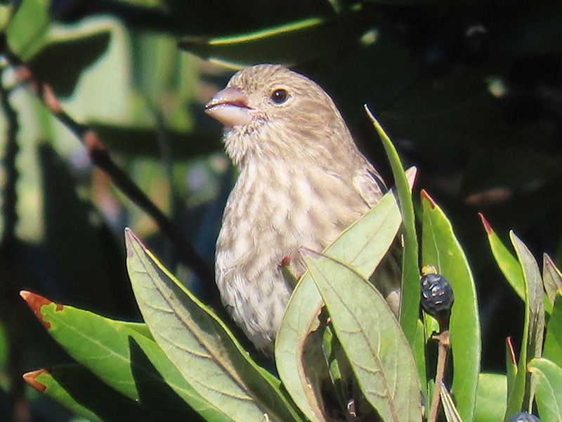 Чечевиця садова - ML644657581