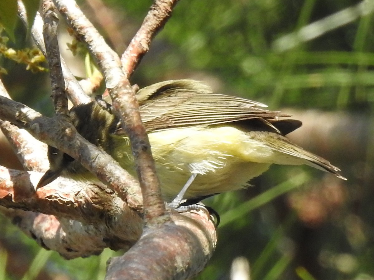 Bireo filadelfiarra - ML644657583
