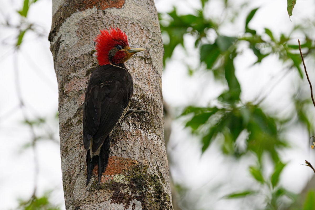 morionspett - ML644657588