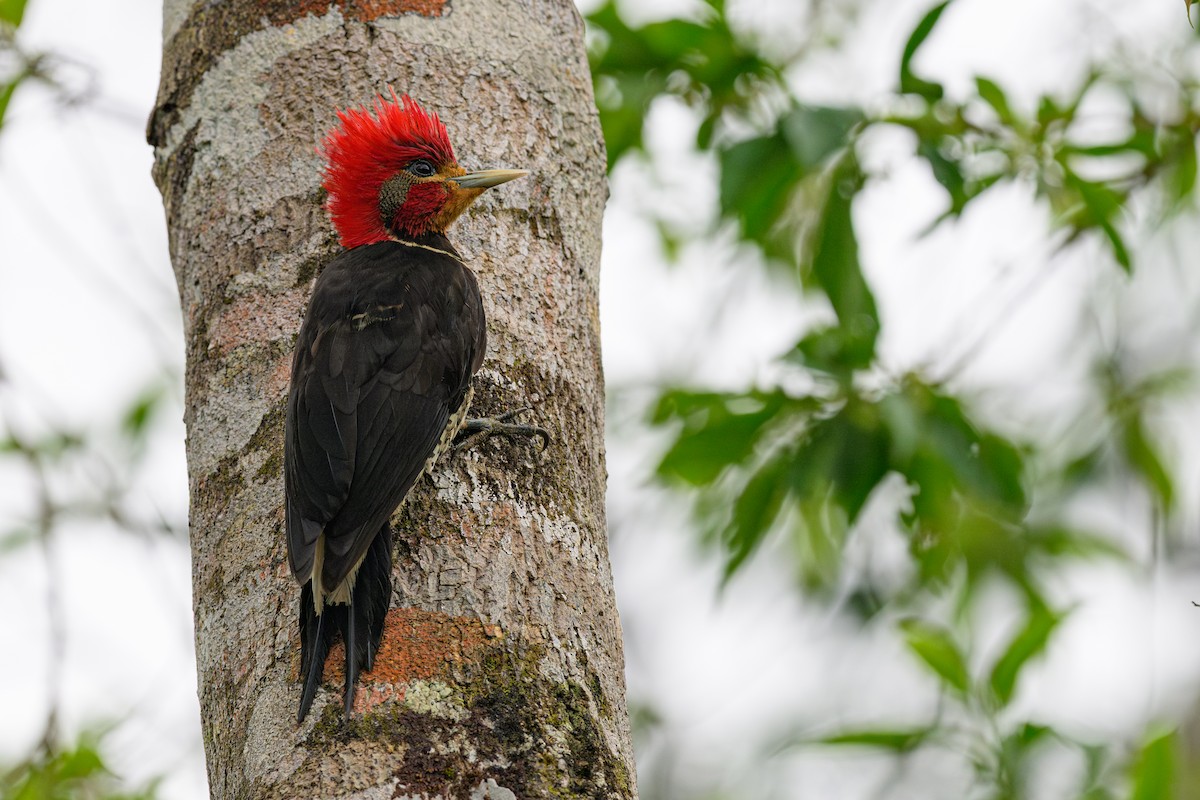 morionspett - ML644657589