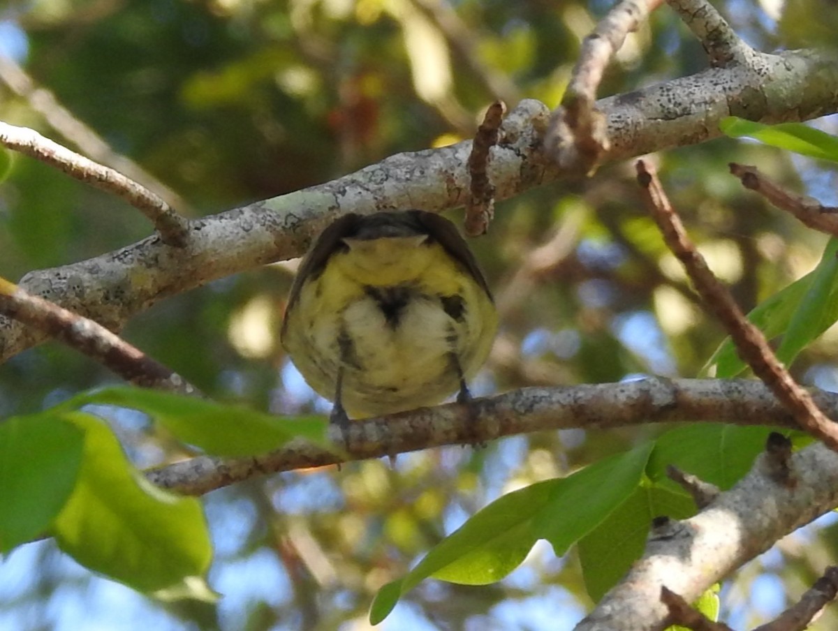 Bireo filadelfiarra - ML644657594