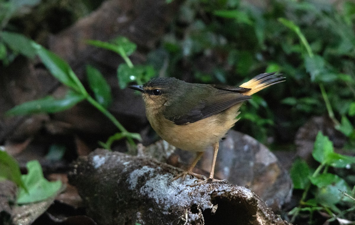 Buff-rumped Warbler - ML644657596