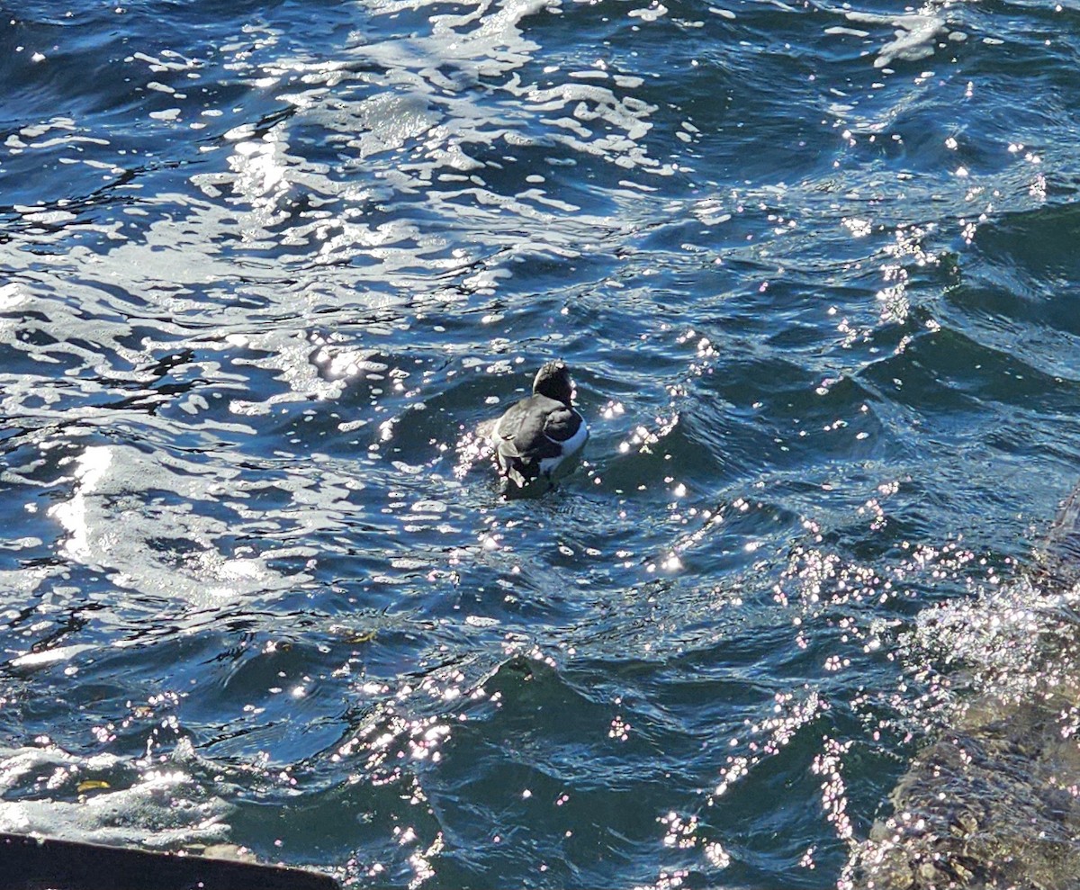 Razorbill - ML644657597