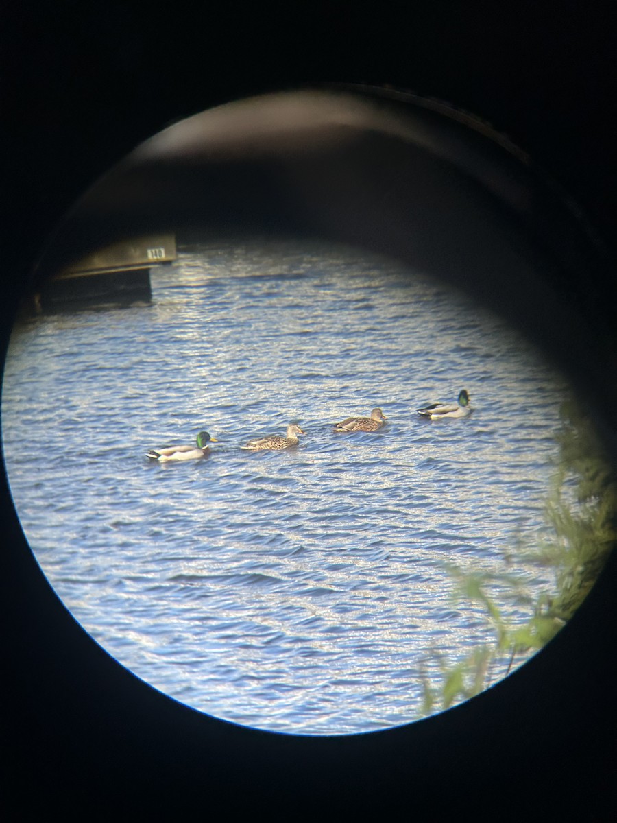 Зэрлэг нугас - ML644657599