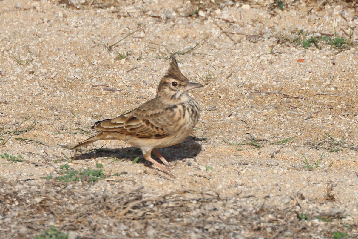 Согсоот болжмор - ML644657600