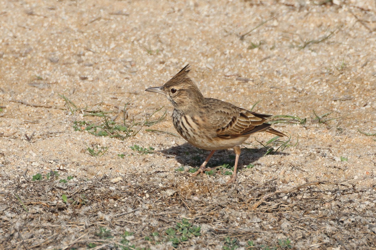 Согсоот болжмор - ML644657601
