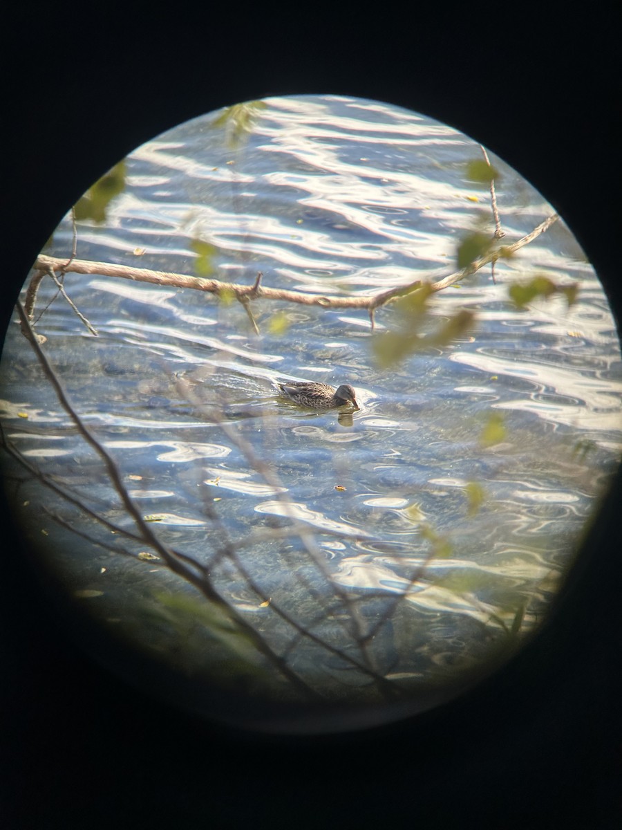 Зэрлэг нугас - ML644657602