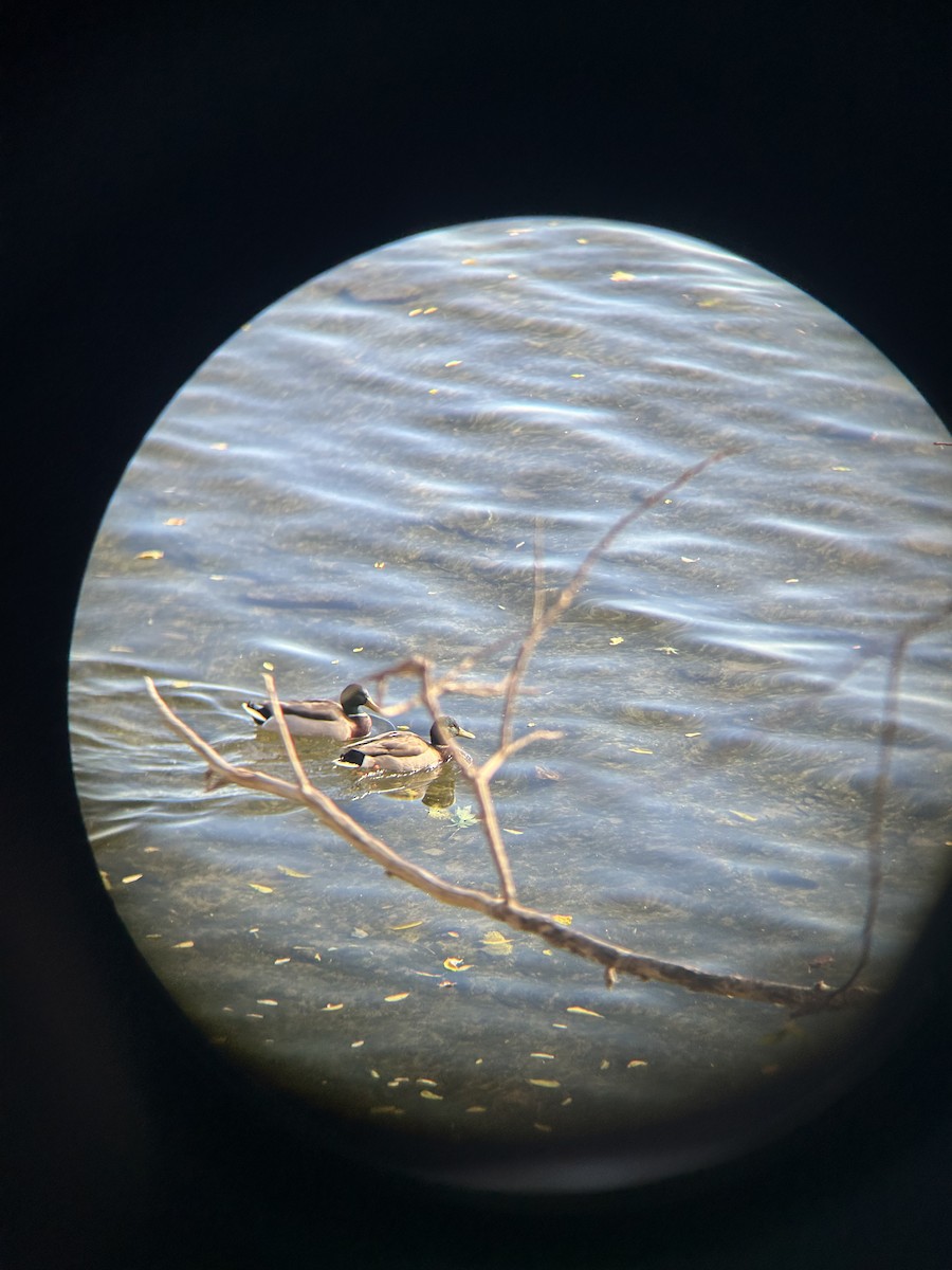 Зэрлэг нугас - ML644657603