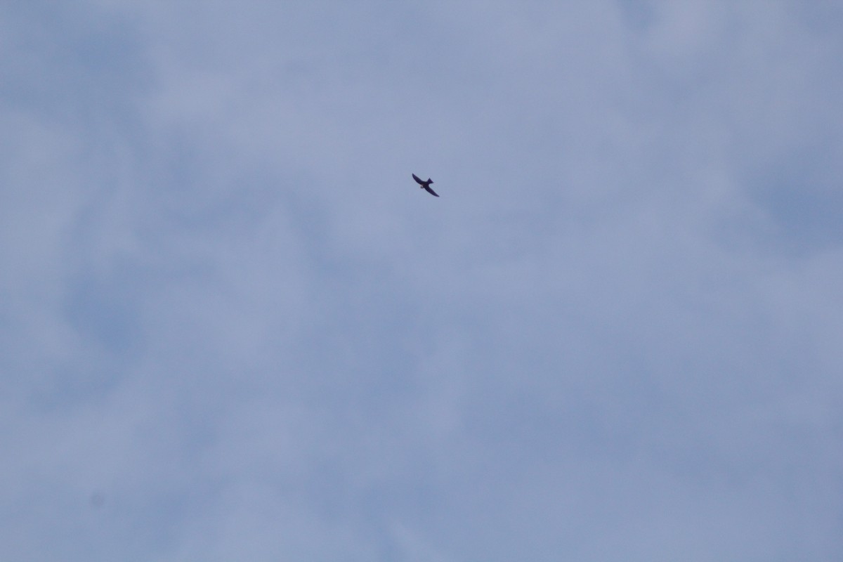 White-collared Swift - ML644657605