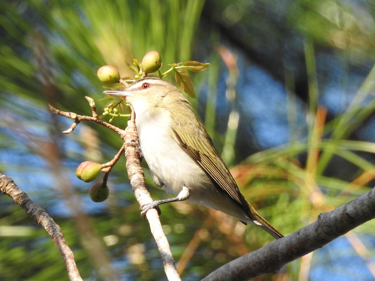 Red-eyed Vireo - ML644657609
