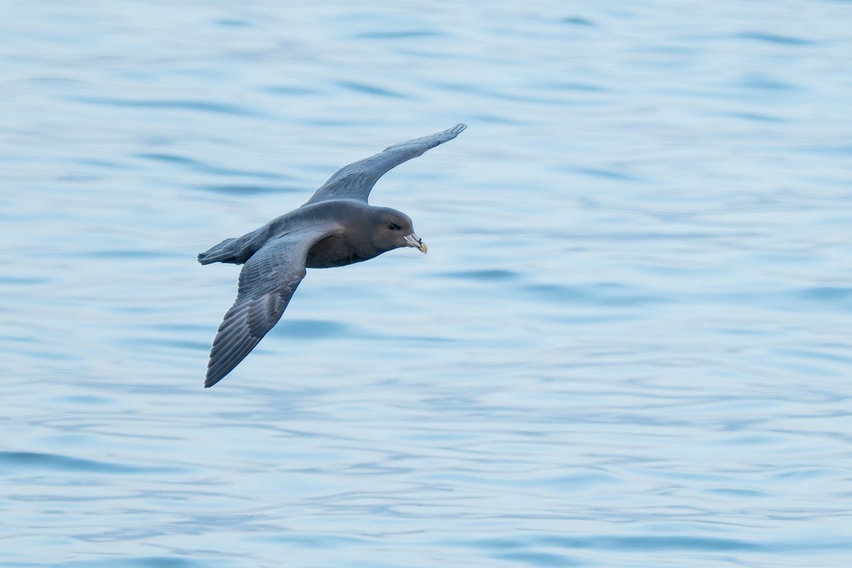 Fulmar Boreal - ML644657610