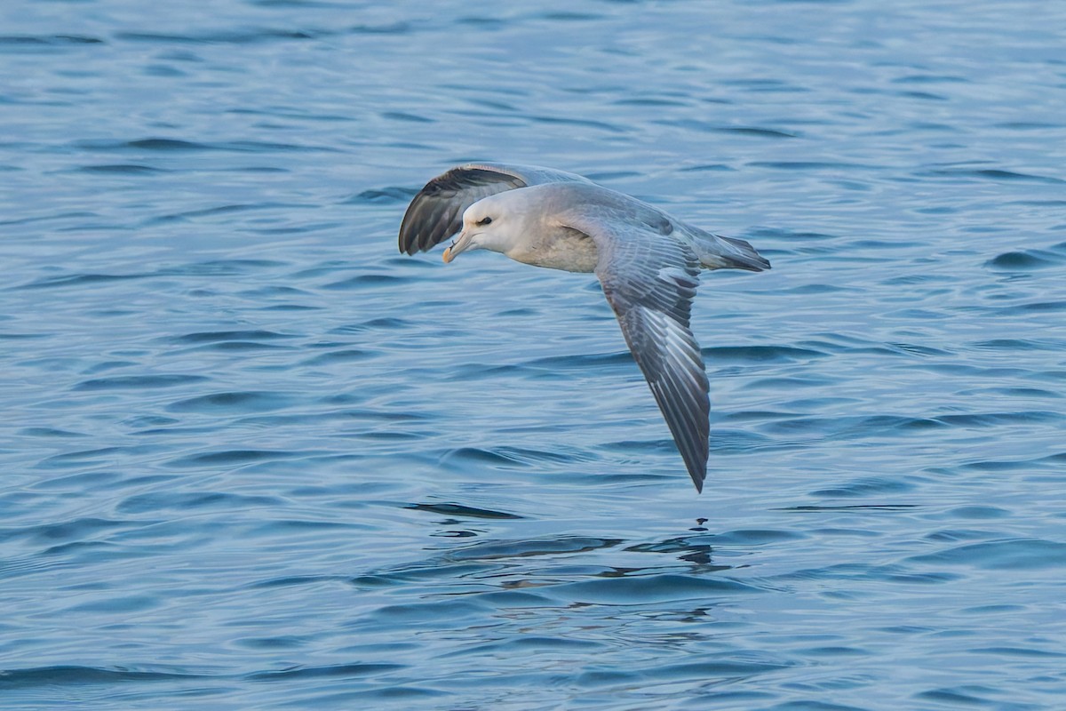 Fulmar Boreal - ML644657611