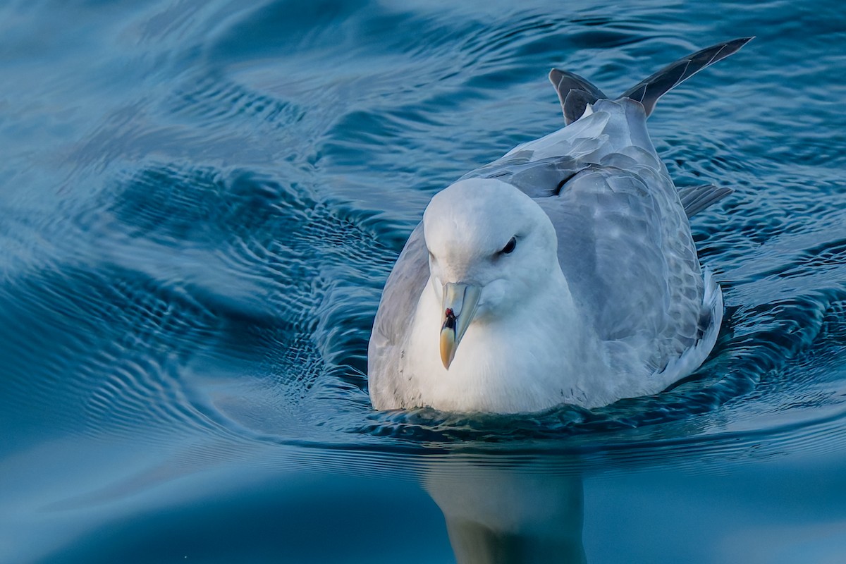 Fulmar Boreal - ML644657612