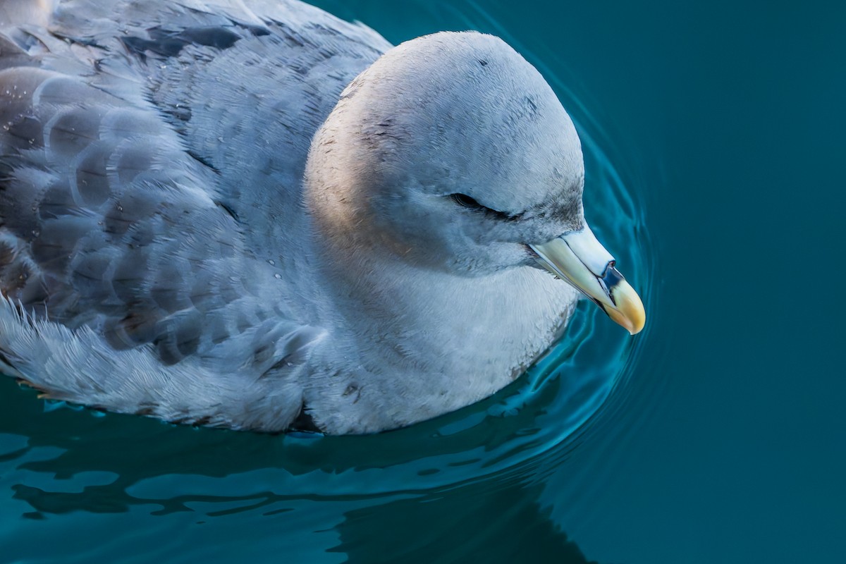 Fulmar Boreal - ML644657613