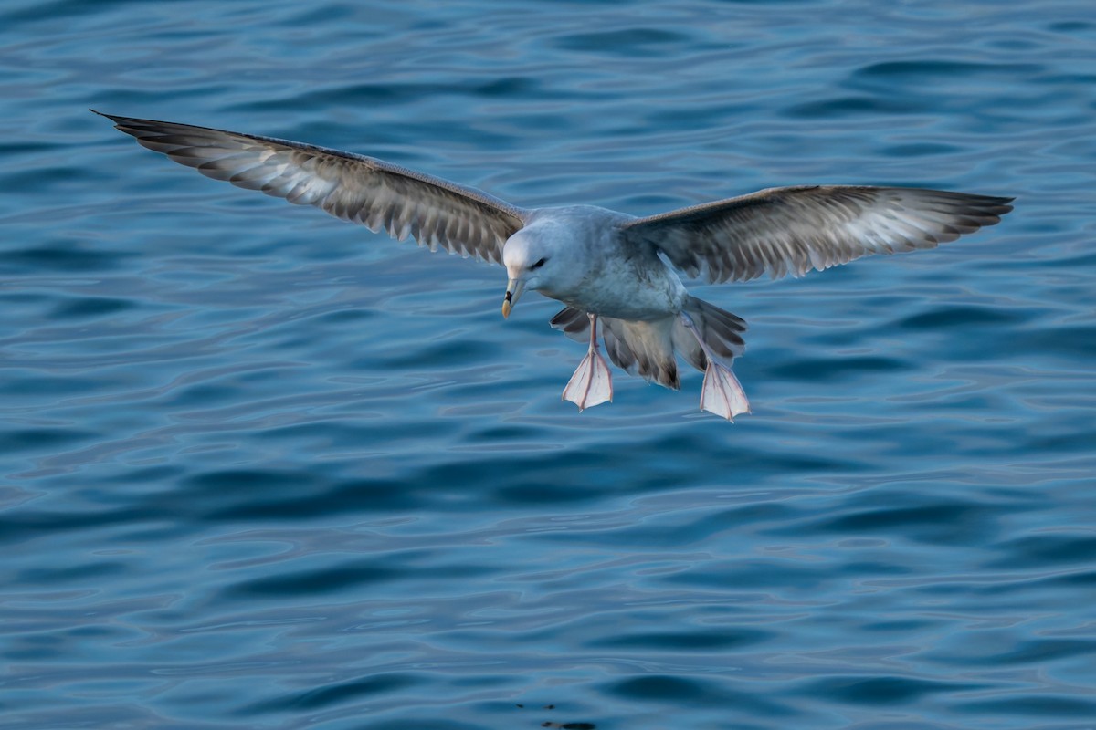 Fulmar Boreal - ML644657614
